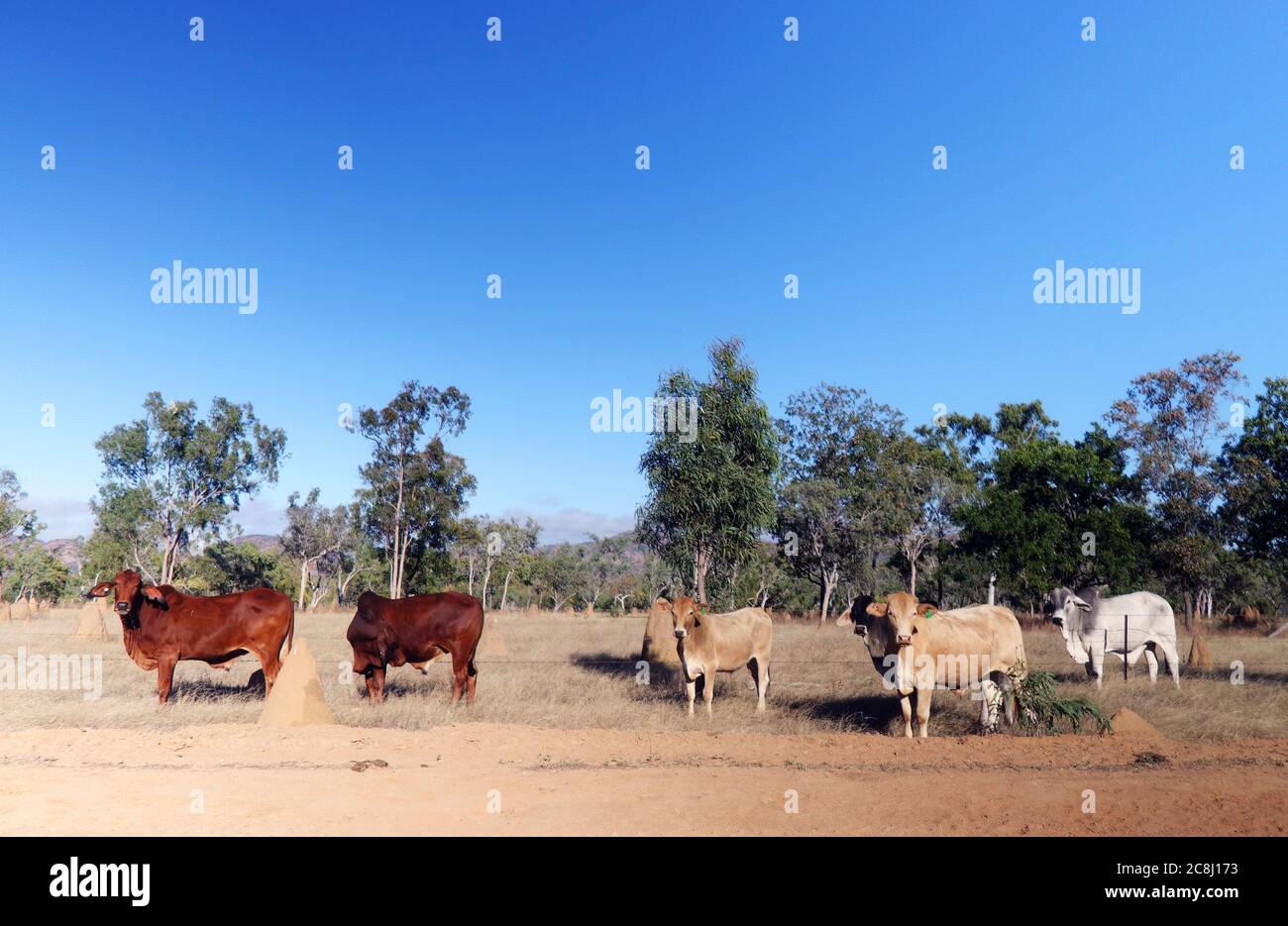 Cows and termite mounds in outback Queensland, near Einasleigh, Queensland, Australia Stock Photo