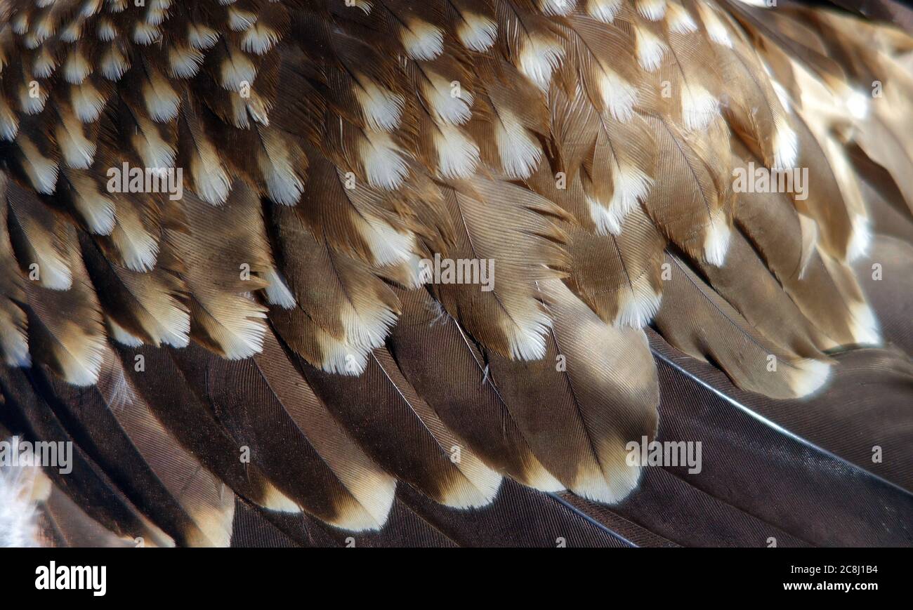 Detail of raptor wing feathers (roadkill bird), Normanton, Queensland, Australia Stock Photo