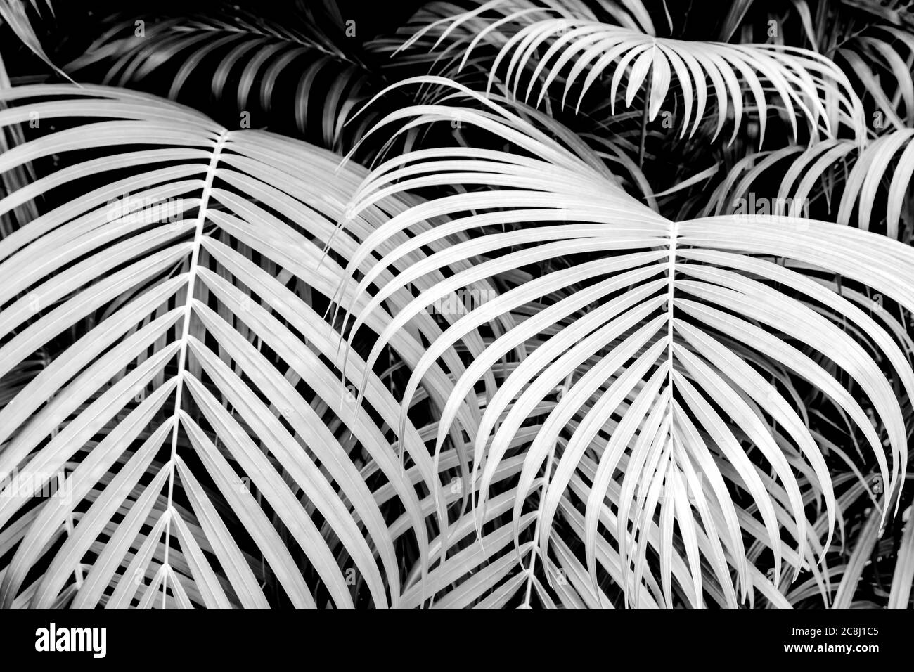 Palm leaves as background, black and white background Stock Photo - Alamy