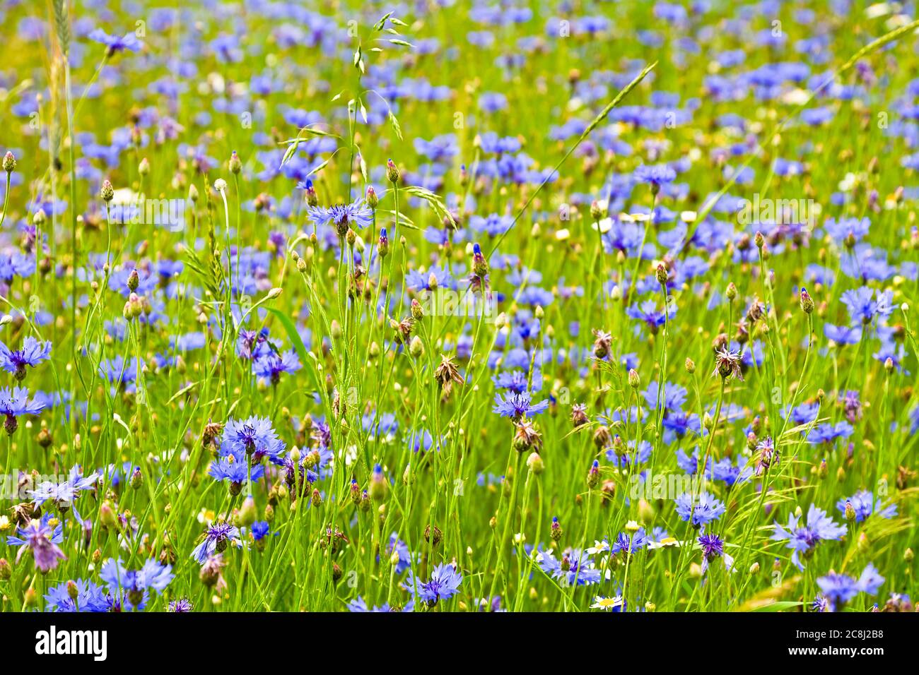 Blue flowers in the field Stock Photo