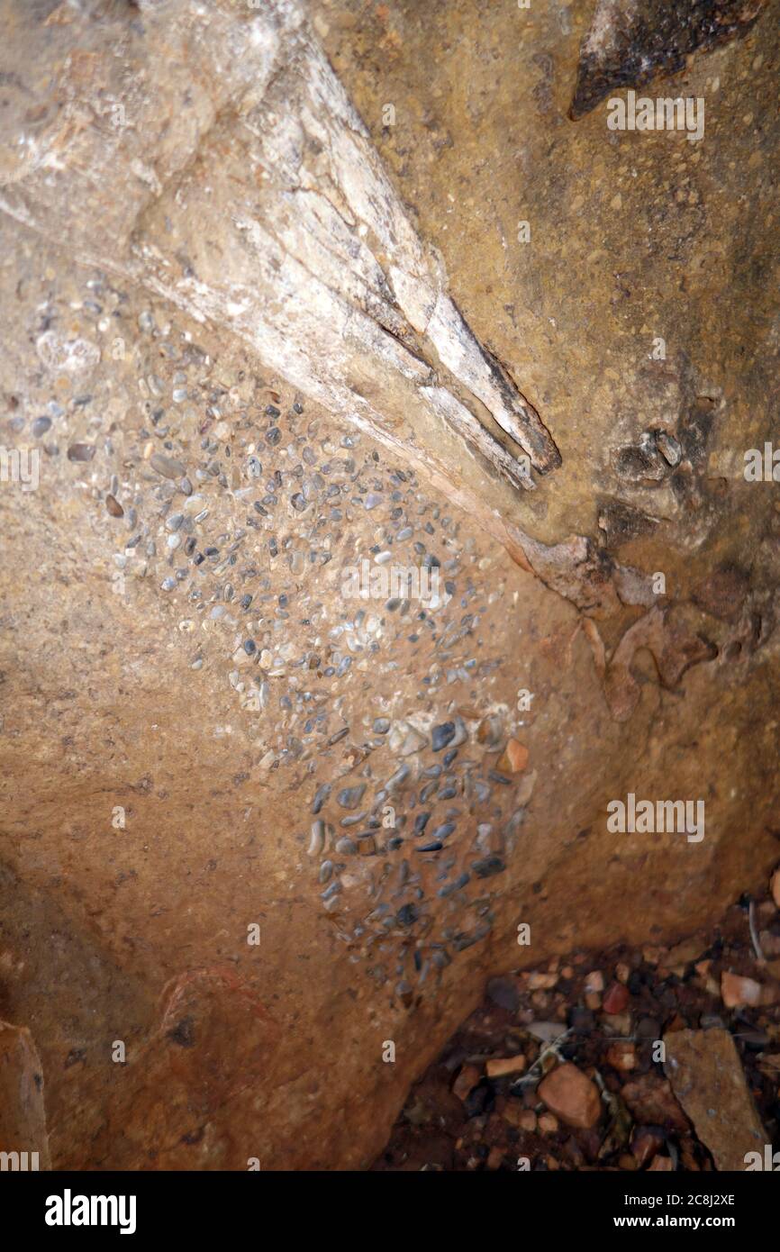 Bird fossils hires stock photography and images Alamy