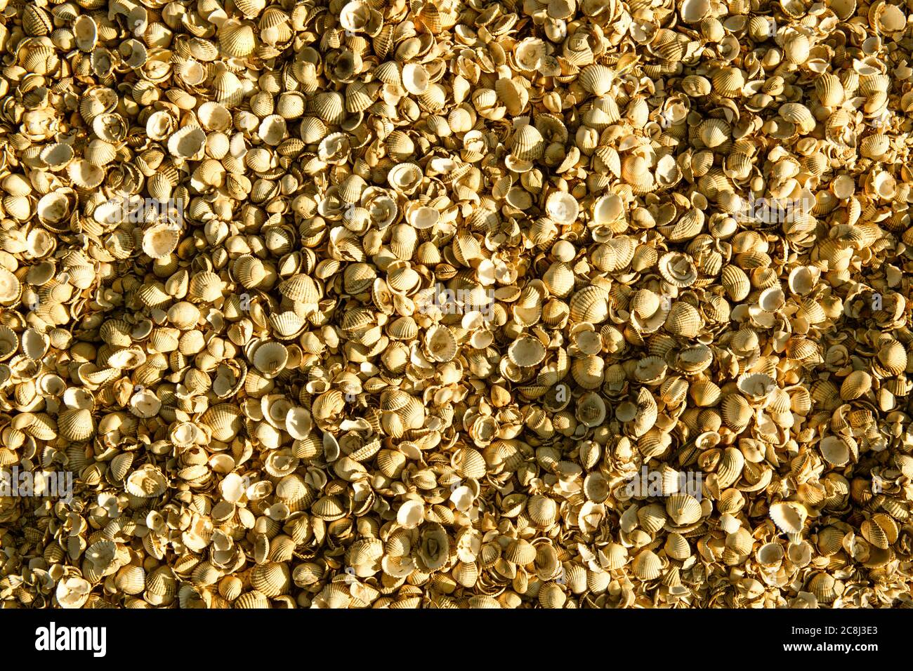 Hundreds of sea shells, a pattern Stock Photo
