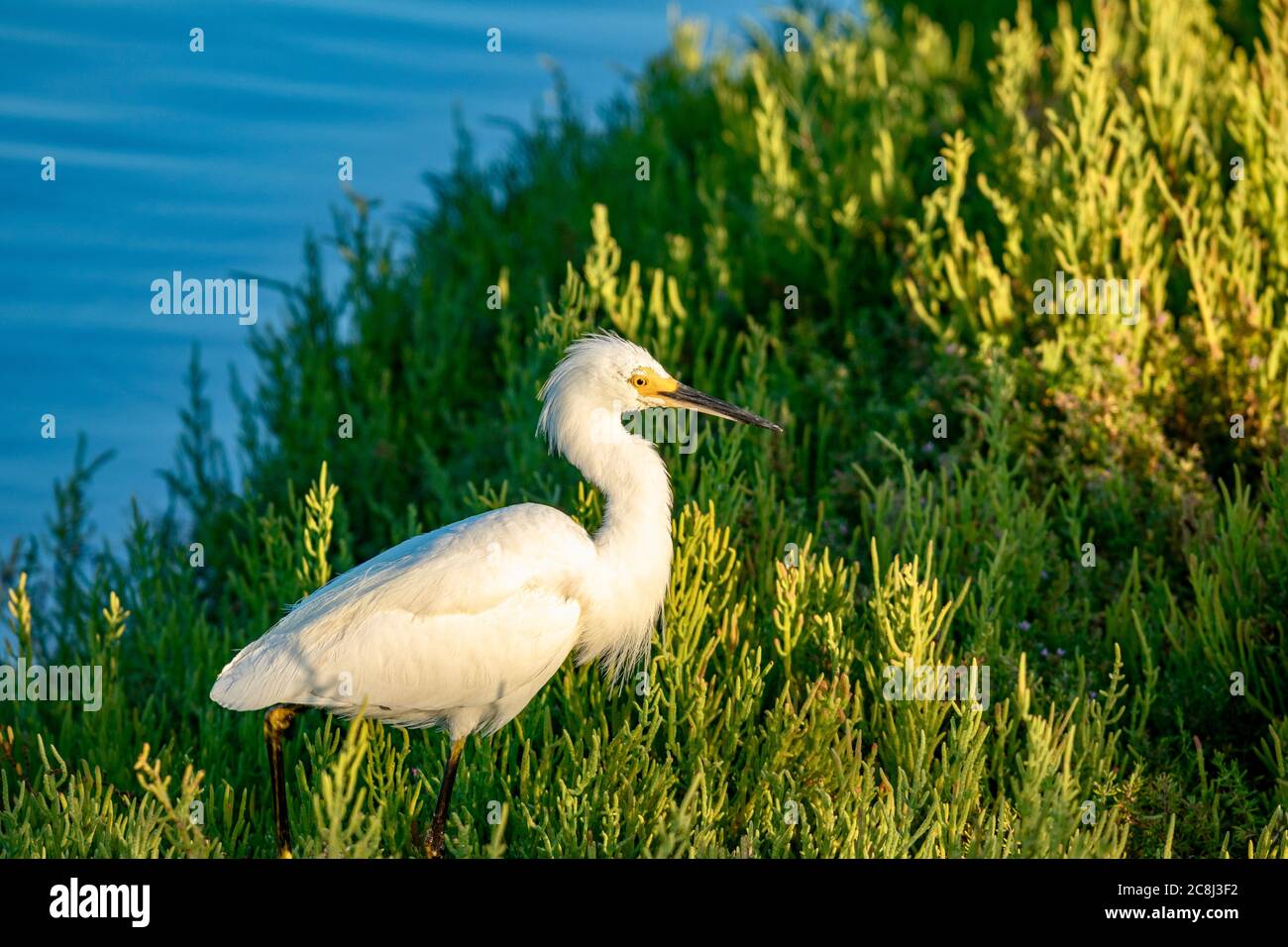 Snowy egret in the marshland Stock Photo