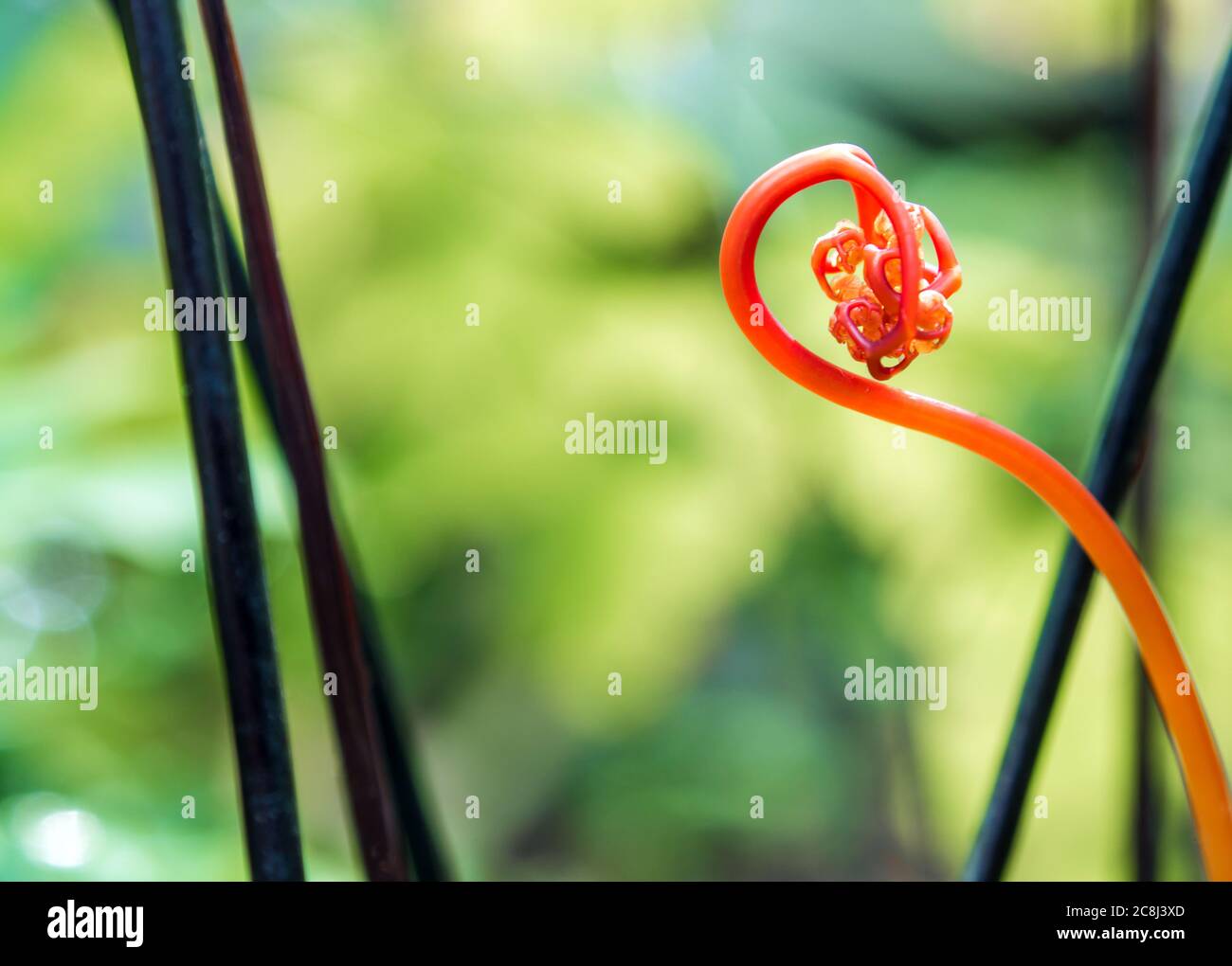 Stems and leaves of the bright red color of fern Stock Photo Alamy