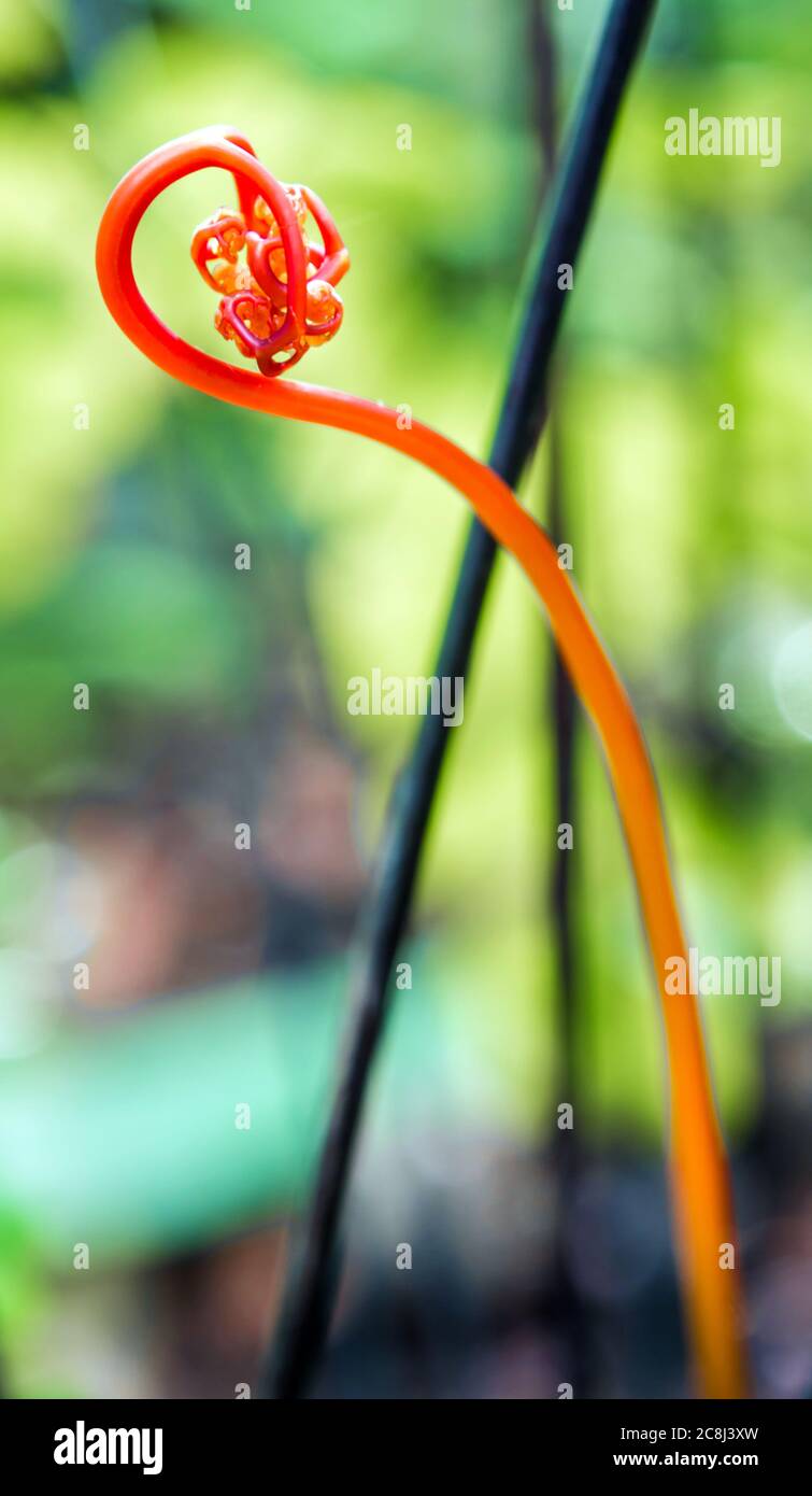 Stems and leaves of the bright red color of fern Stock Photo Alamy