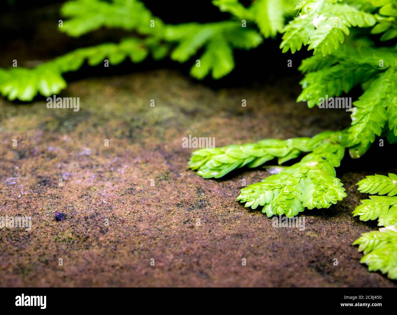 Freshness green and small leaf of peacock fern on river rock Stock Photo