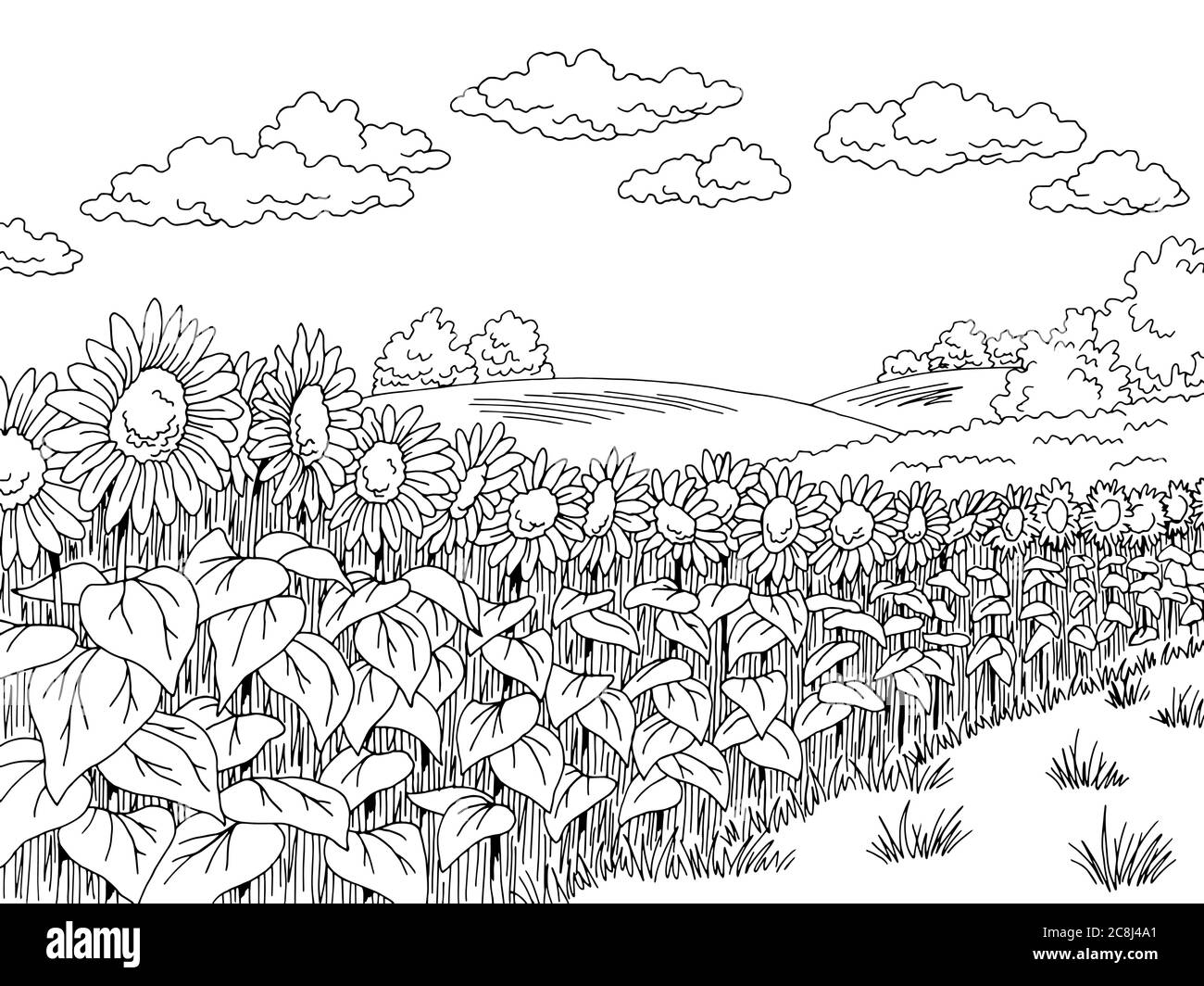 Sunflower field graphic black white landscape sketch illustration