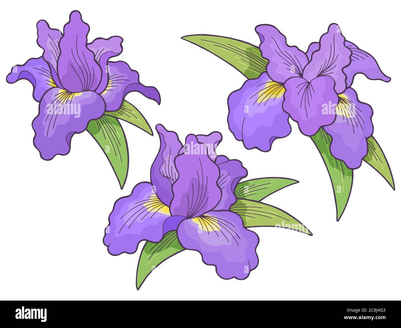 Iris flower graphic color isolated sketch illustration set vector Stock Vector