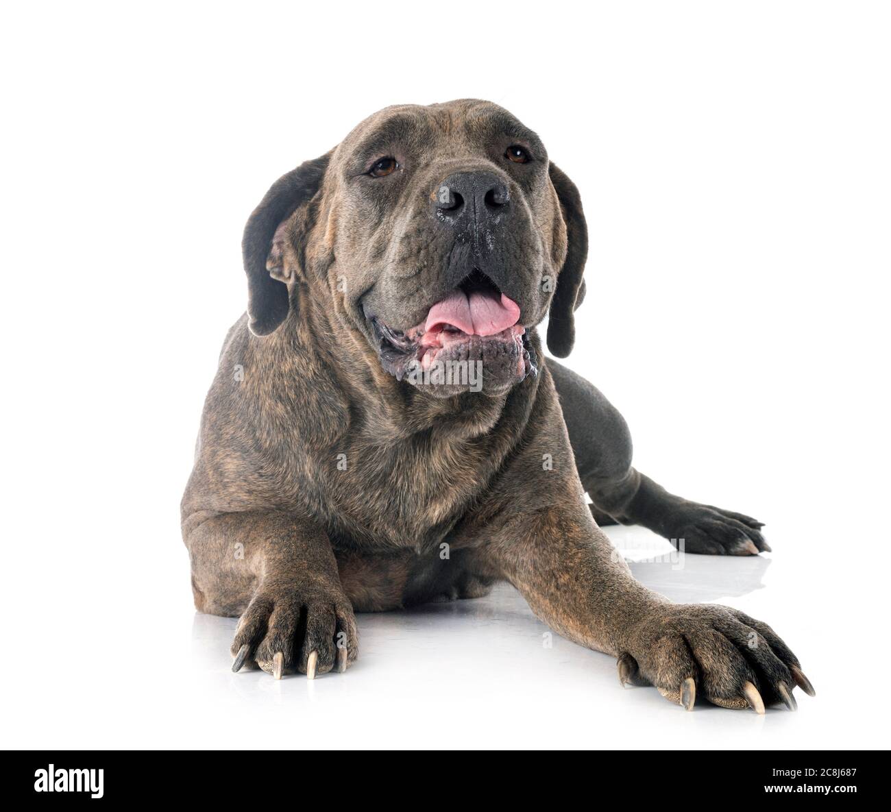 Italian mastiff cane corso hi-res stock photography and images - Page 14 -  Alamy