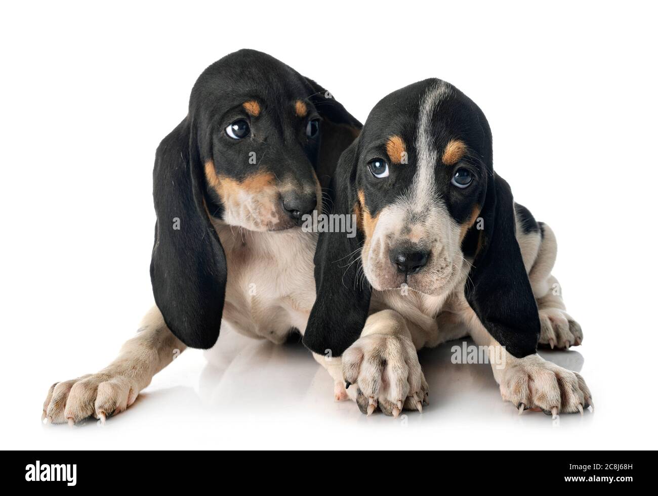 puppies bernese Schweizer Laufhund in front of white background Stock Photo