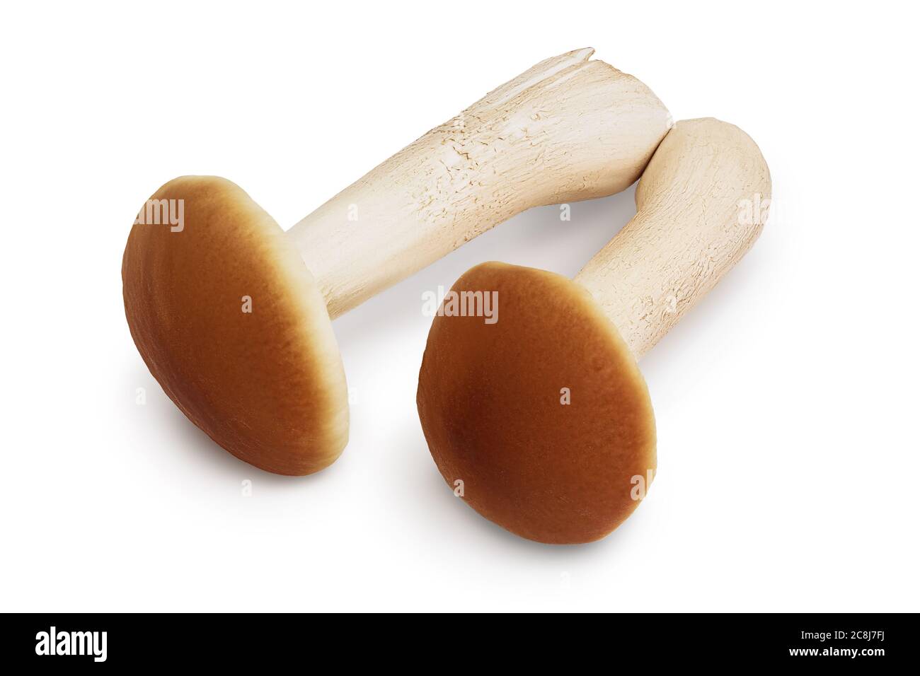 honey fungus mushrooms isolated on white background with clipping path and full depth of field Stock Photo