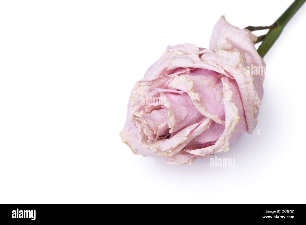 Dried rose flower head isolated on white background Stock Photo