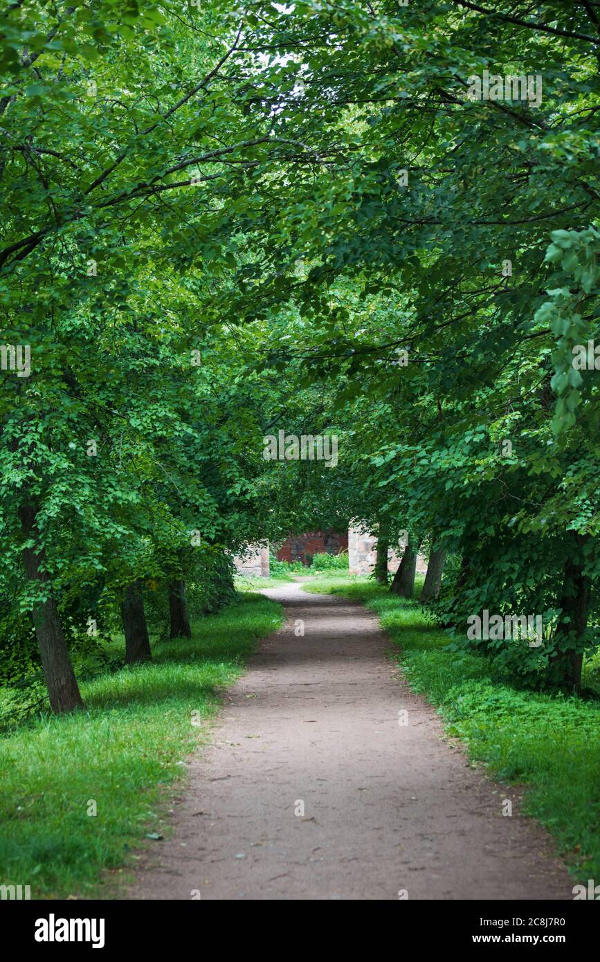 Alley trees boulevard in hi-res stock photography and images - Alamy