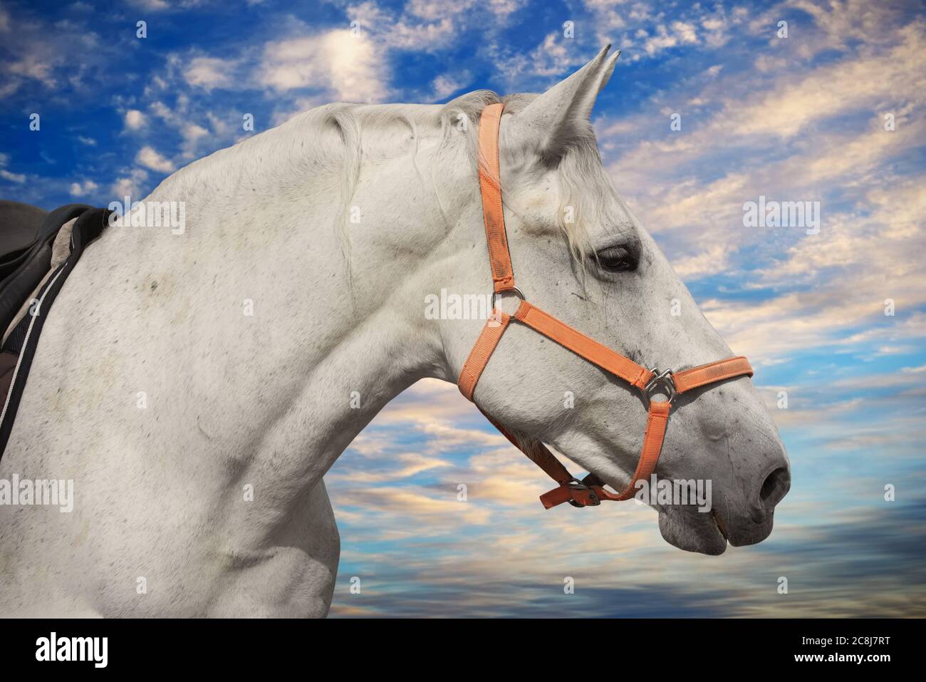 White horse head in harness with sky and clouds on background Stock