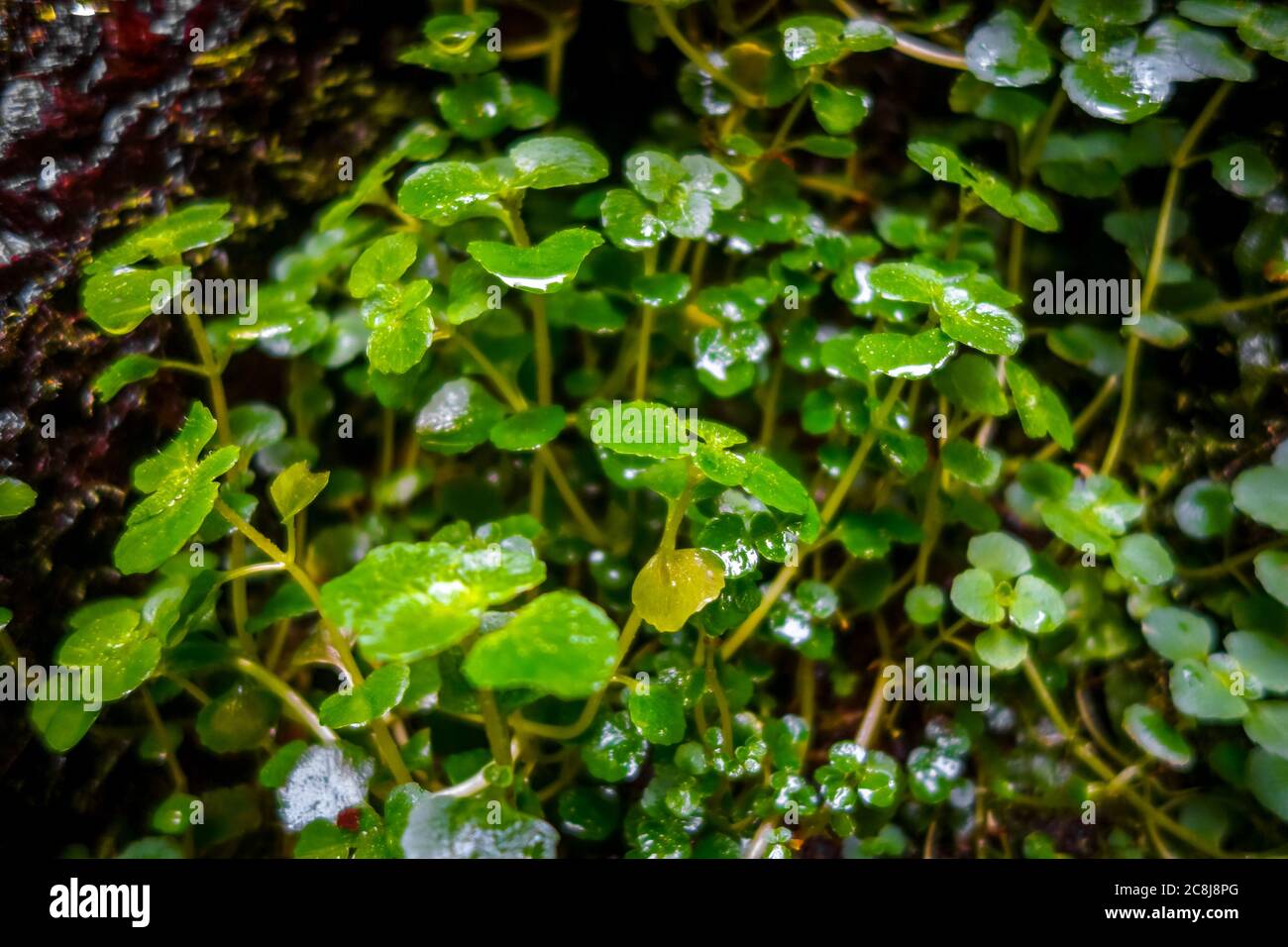 Watercress Plant Close-up View. Macro Photography Background Stock ...