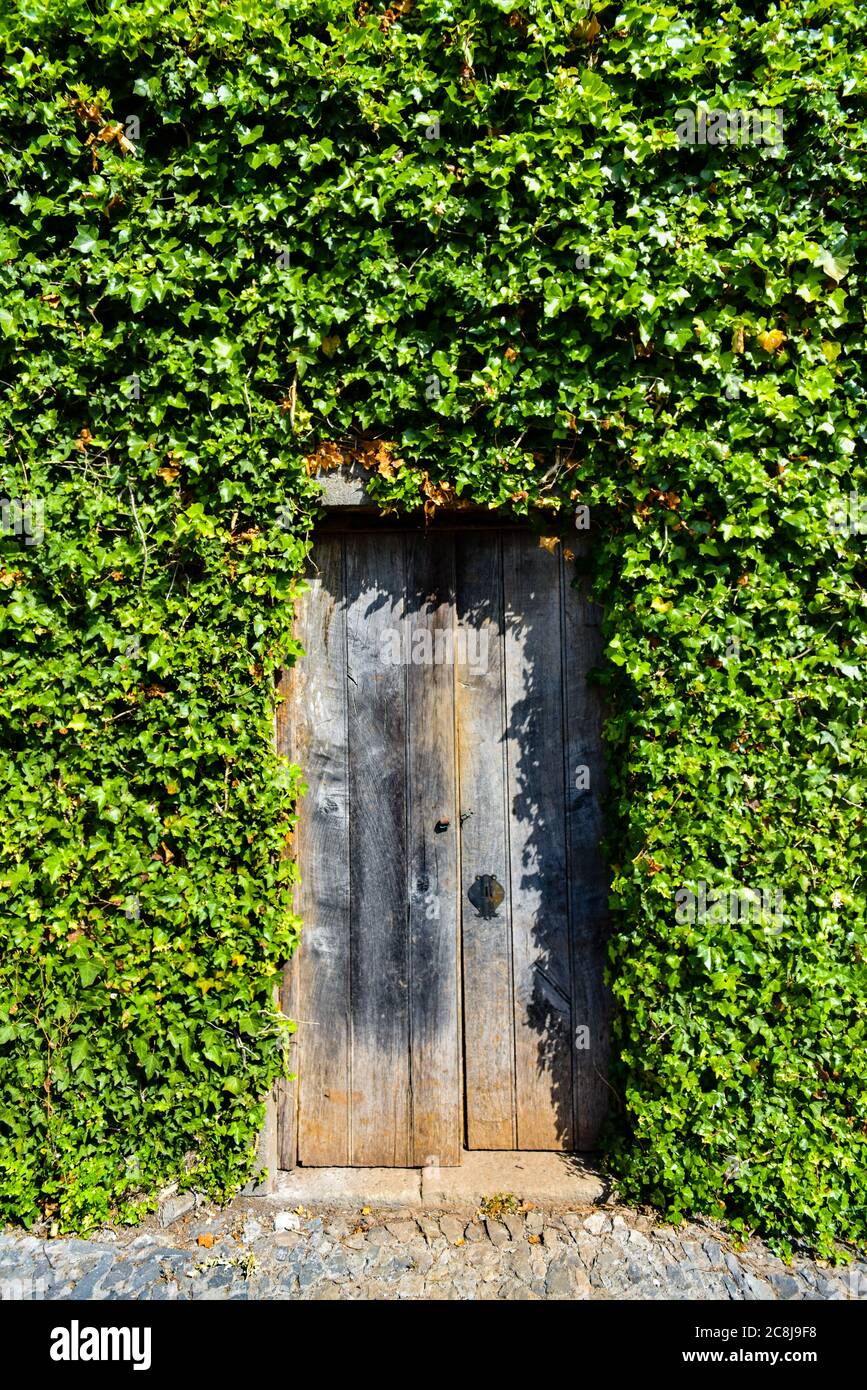 Weather-beaten Wooden Door Set Into An Ivy Covered Wall Stock Photo