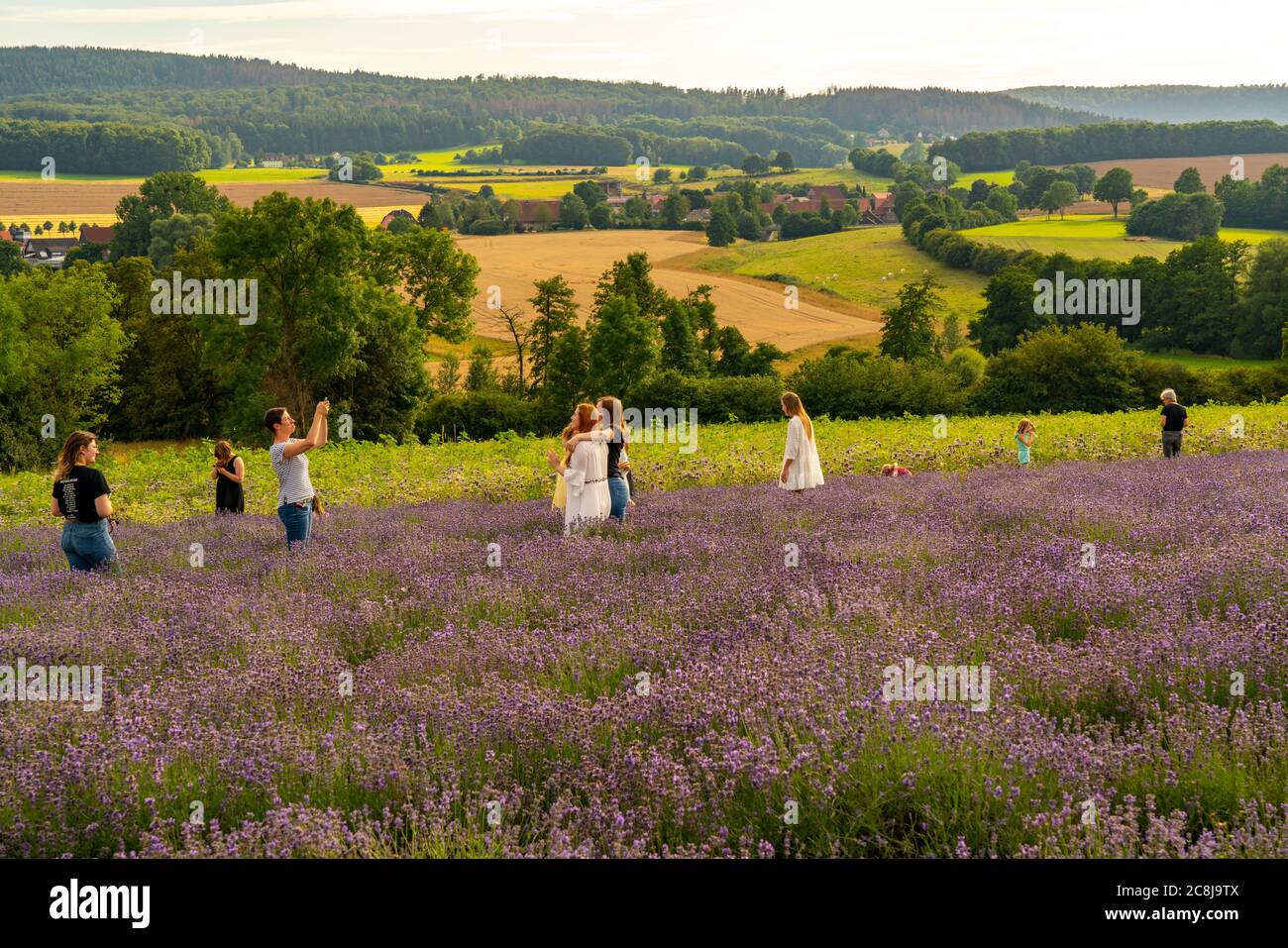 Lavendelfelder in Ostwestfalen Lippe, OWL, beim Dorf Fromhausen, bei Detmold, die Firma Taoasis, pflanzt seit 2017 Bio-Lavendel an, zur Gewinnung von Stock Photo