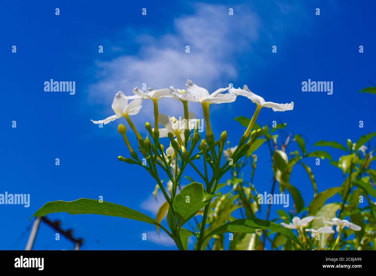 White Foal Foot Jasmine Flowers On Blue Sky Background. Stock Photo