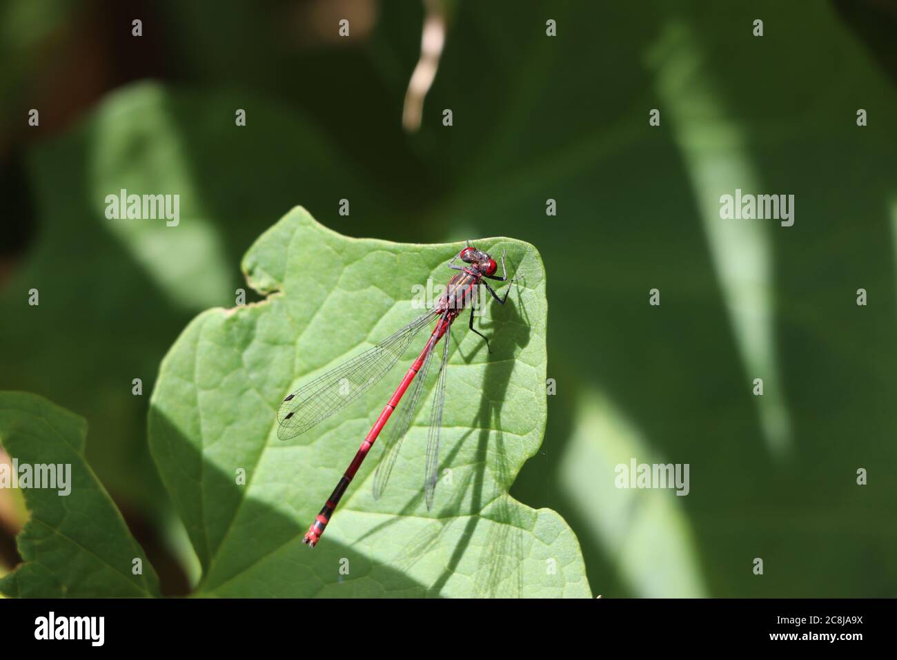 Dragonfly resting on a leaf hi-res stock photography and images - Alamy