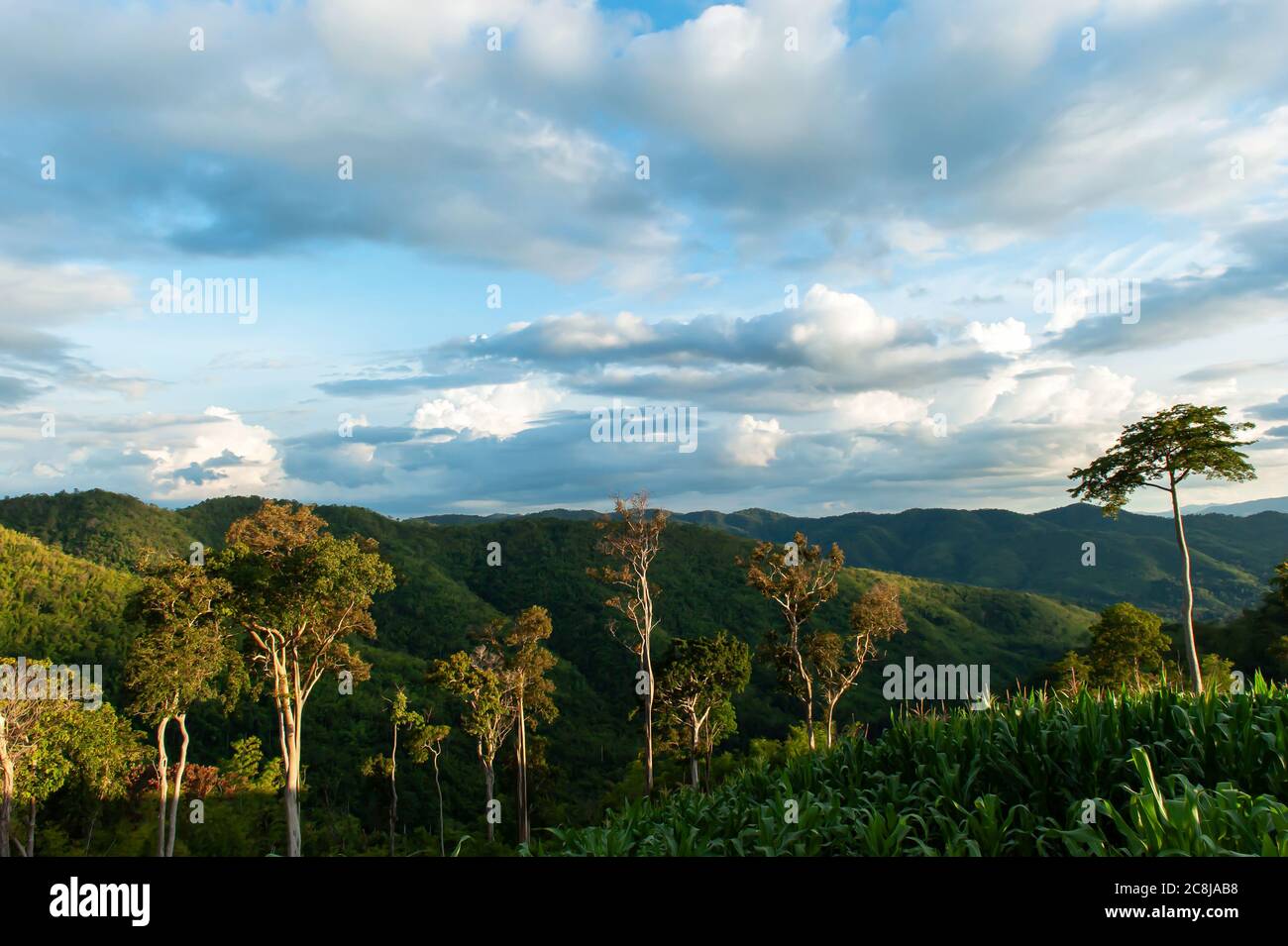 Landscape of young green corn terraces in a tropical rainforest. Environment concept. Stock Photo