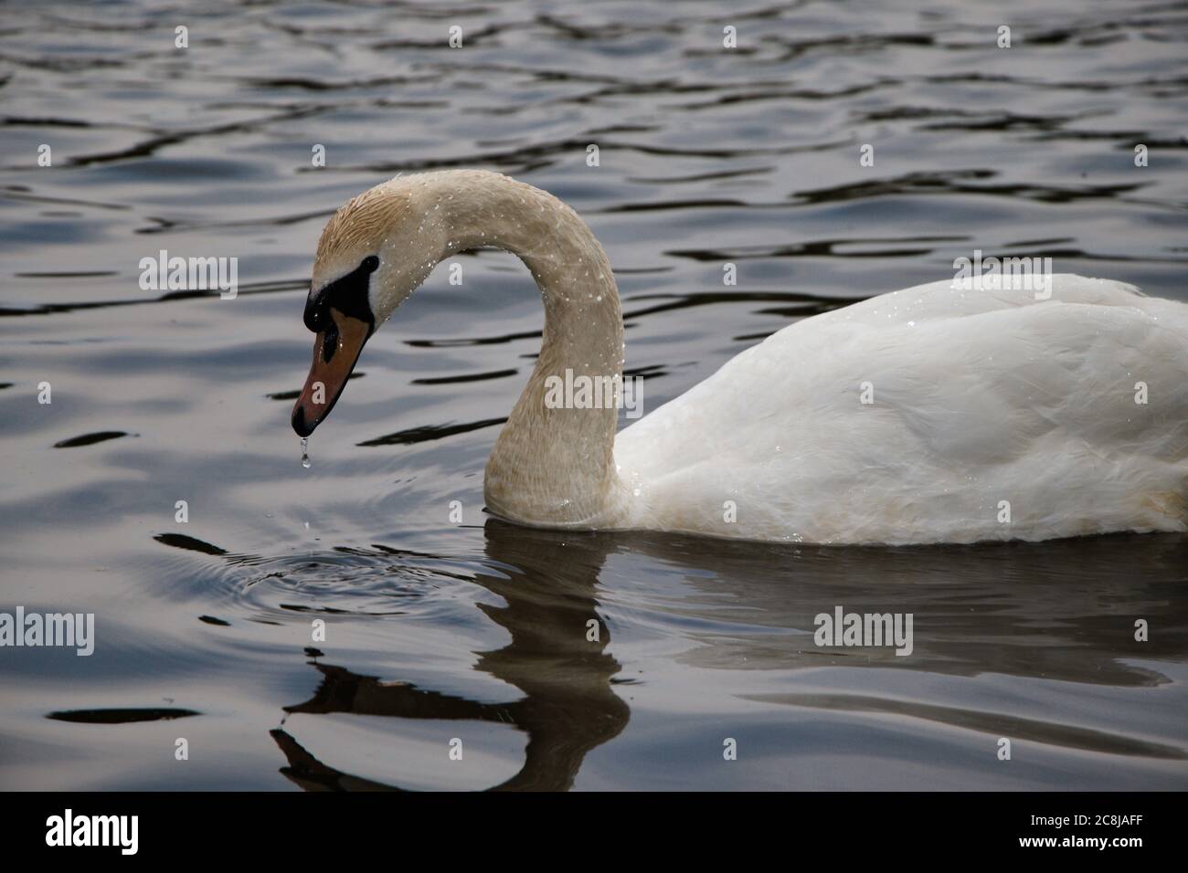 Majestic white swan swimming in a lake Stock Photo