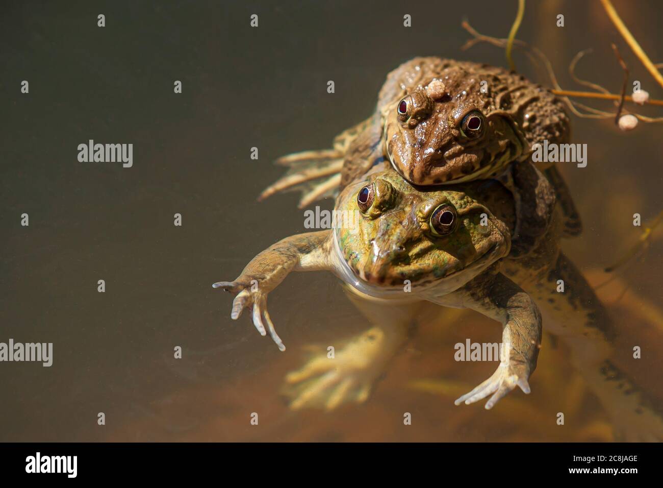 American bullfrogs mating in a pond. Stock Photo