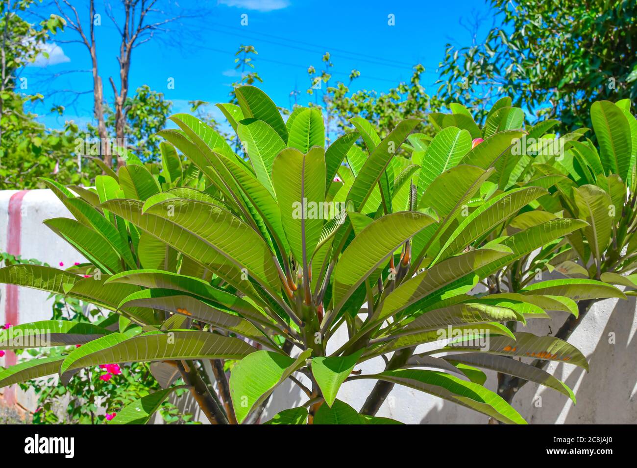 Champaka Flower Tree Green Leaves On Blue Sky Background. Stock Photo