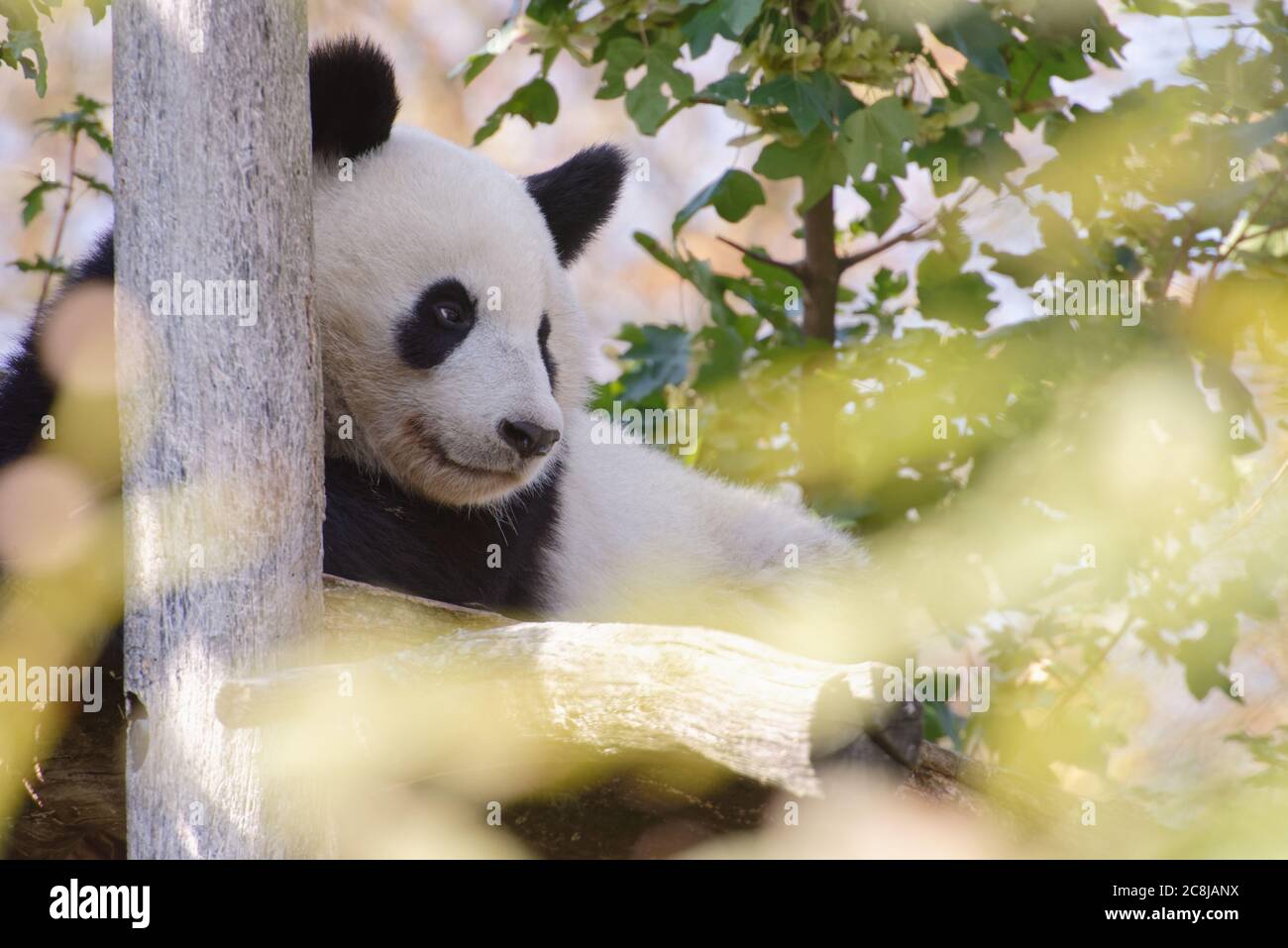 Panda bamboo hi-res stock photography and images - Alamy
