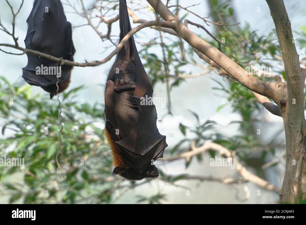Large flying fox  slepping on the tree branch Stock Photo