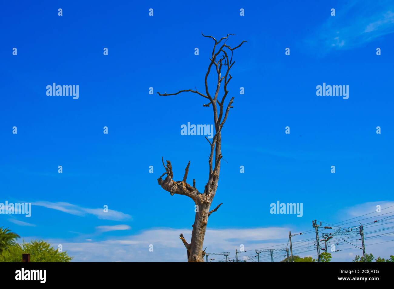 Clear Blue Sky Is Looking Beautiful Behind Dry Tree 1 Stock Photo - Alamy