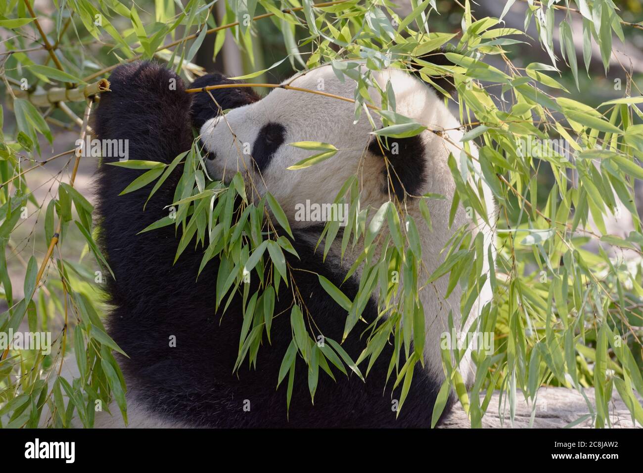 Giant panda family eating bamboo leaning on a stone Stock Photo - Alamy