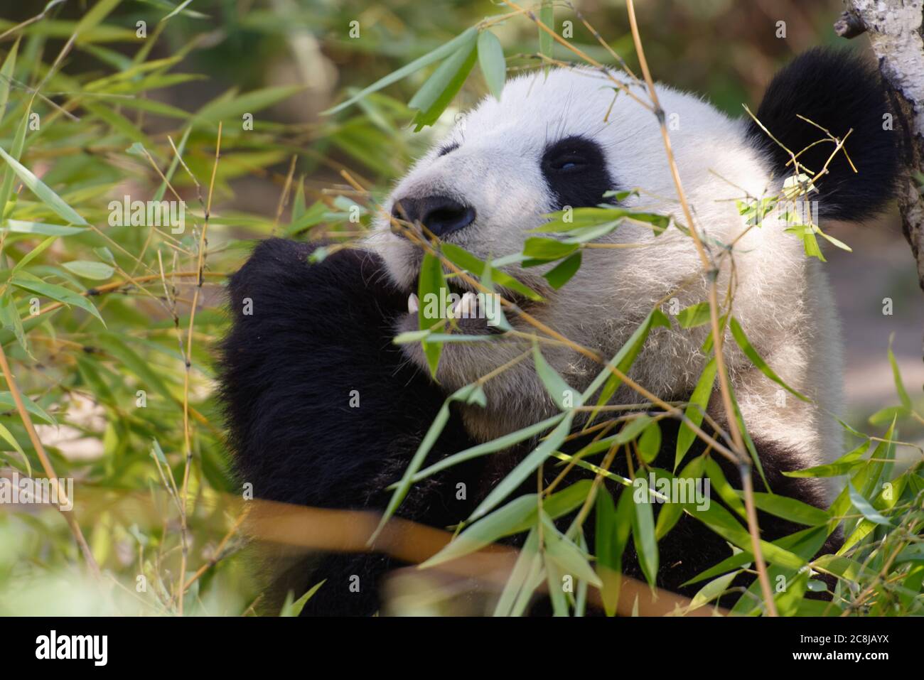 In pics: giant panda family in Macao
