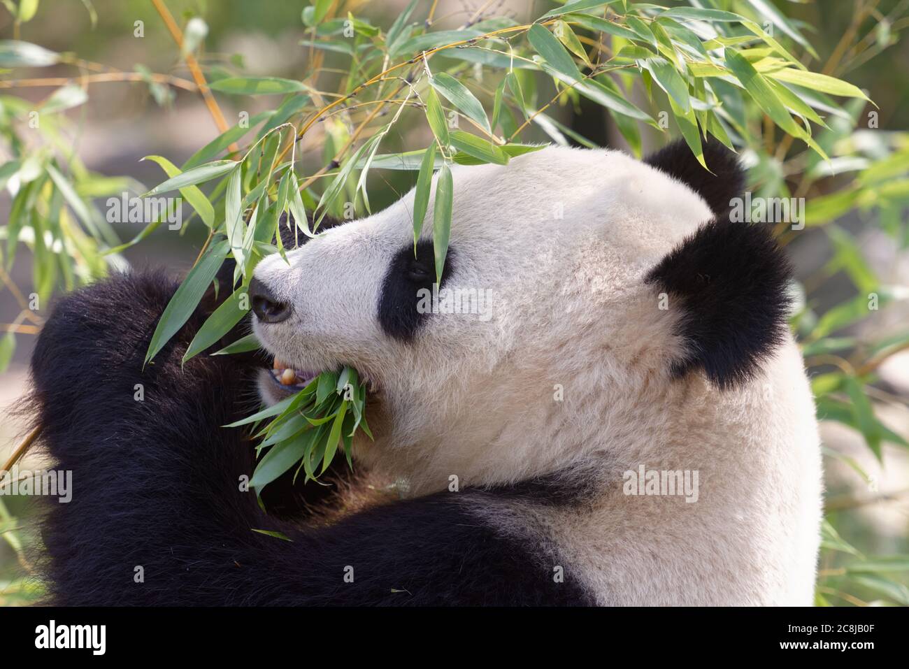 Giant panda family eating bamboo leaning on a stone Stock Photo - Alamy