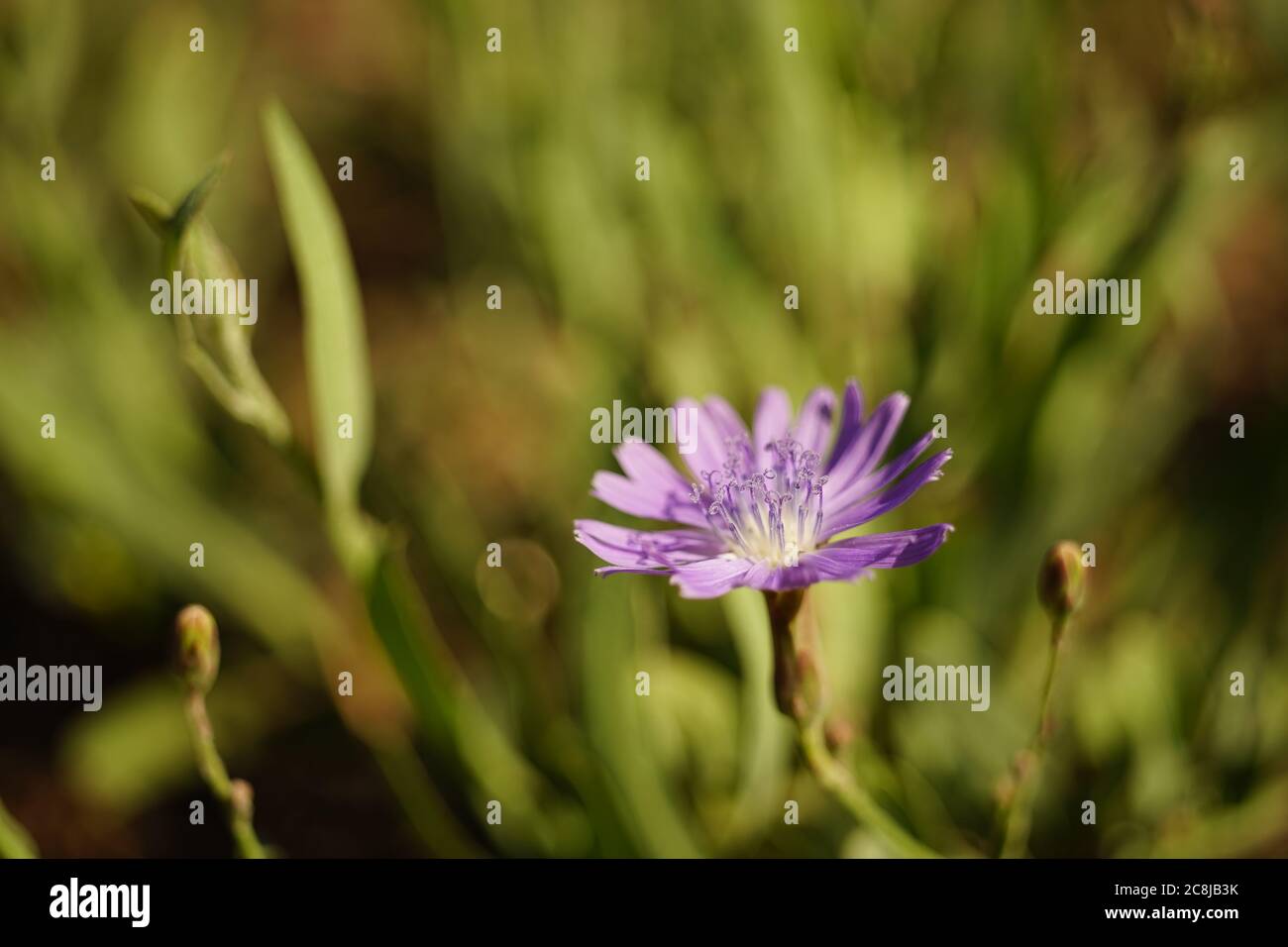 Macro flower petal texture” hi-res stock photography and images - Alamy