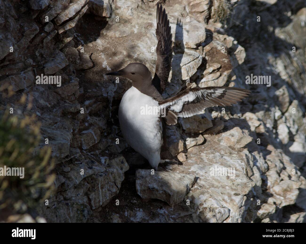 With an upright sitting posture and a duck-like swimming motion the Common Guillemot spends most of the year out at sea but returns to cliff sites Stock Photo