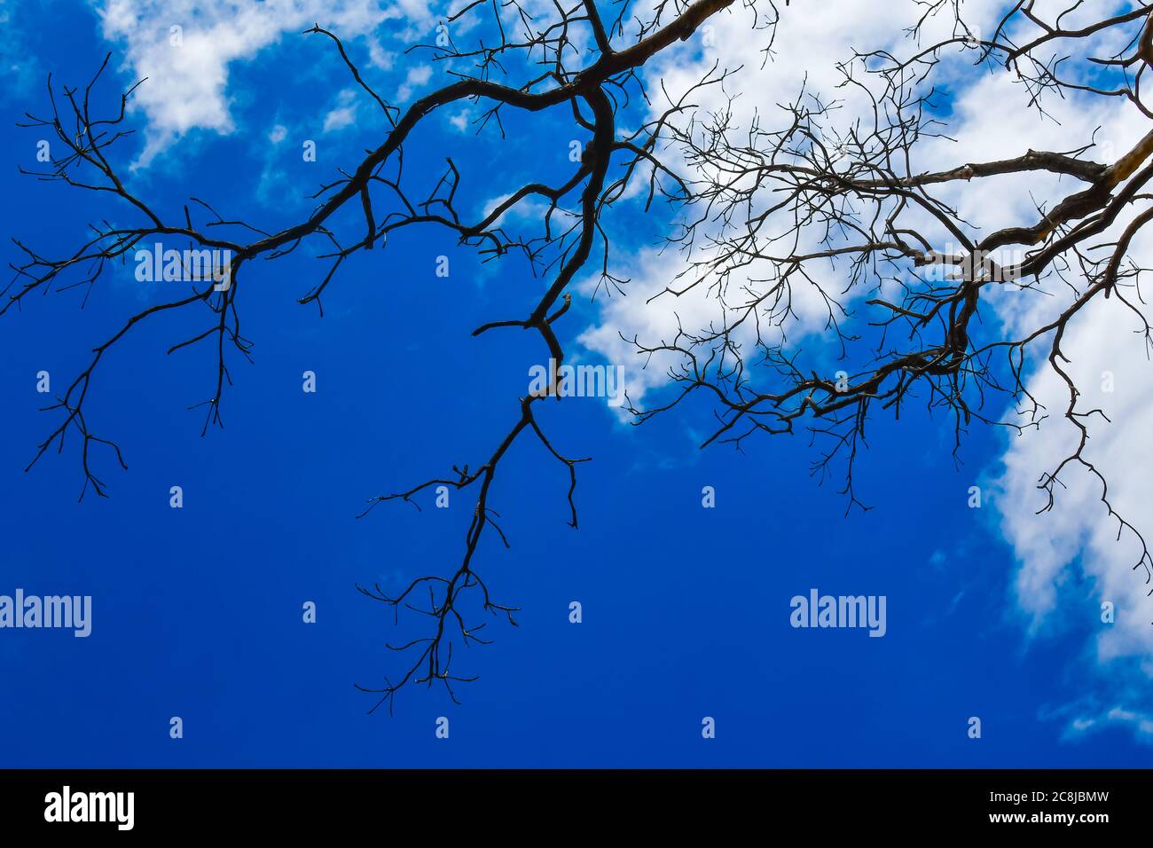 Clear Blue Sky Is Looking Beautiful Behind Dry Tree 4 Stock Photo - Alamy