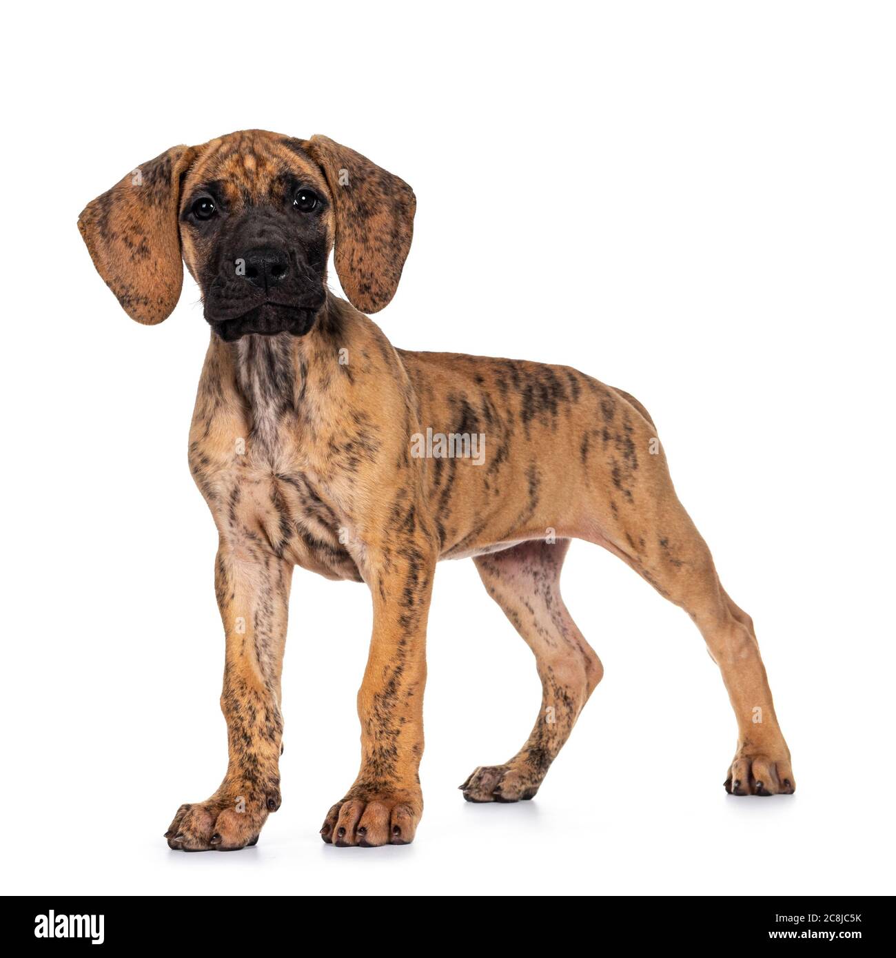 Great Dane Umbrella - Brindle Great Dane Umbrella - Brindle