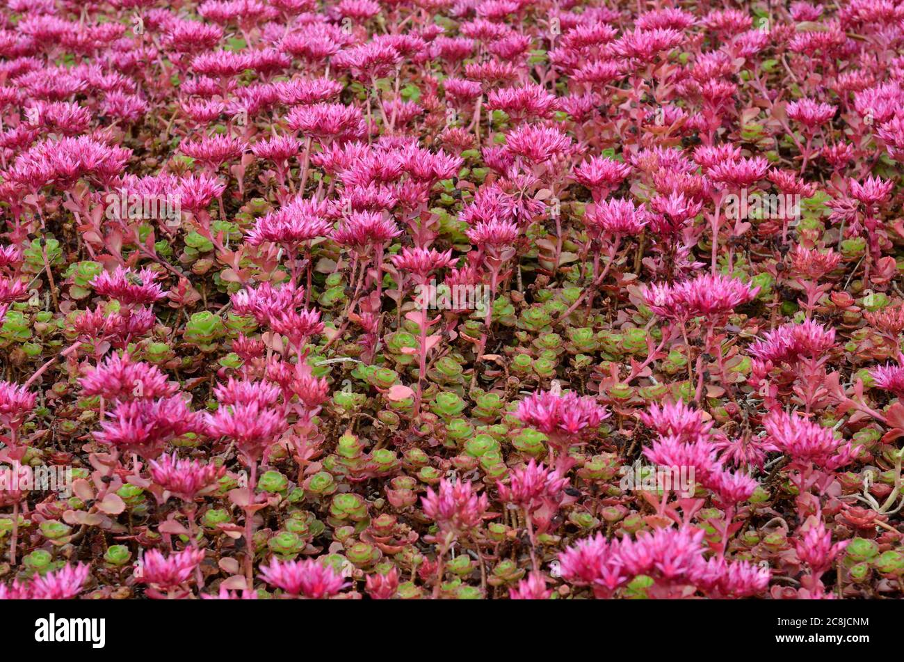 Sedum Spirium Dragons Blood Stonecrop In Flower Stock Photo Alamy