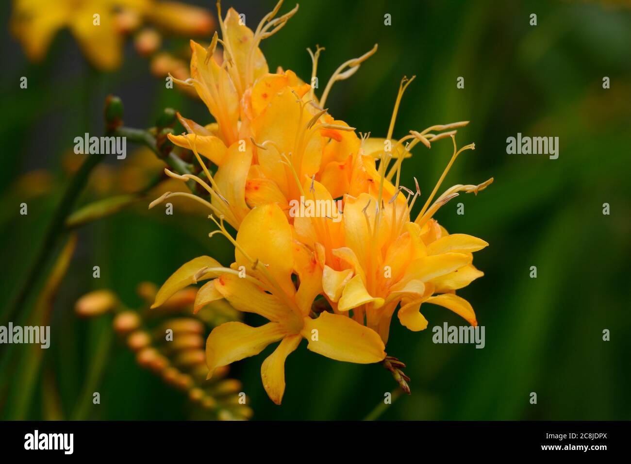 Crocosmia Pauls yellow upwards spike of freesia like flowers Crocosima masoniorum Stock Photo
