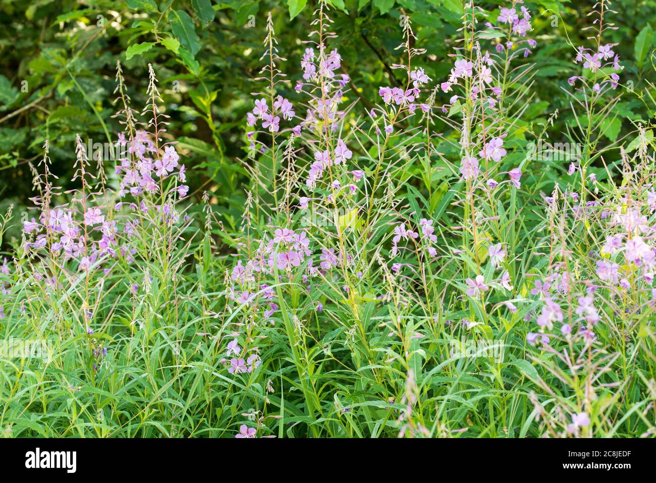 Chamaenerion angustifolium, fireweed, great willowherb flowers in meadow macro selective focus Stock Photo
