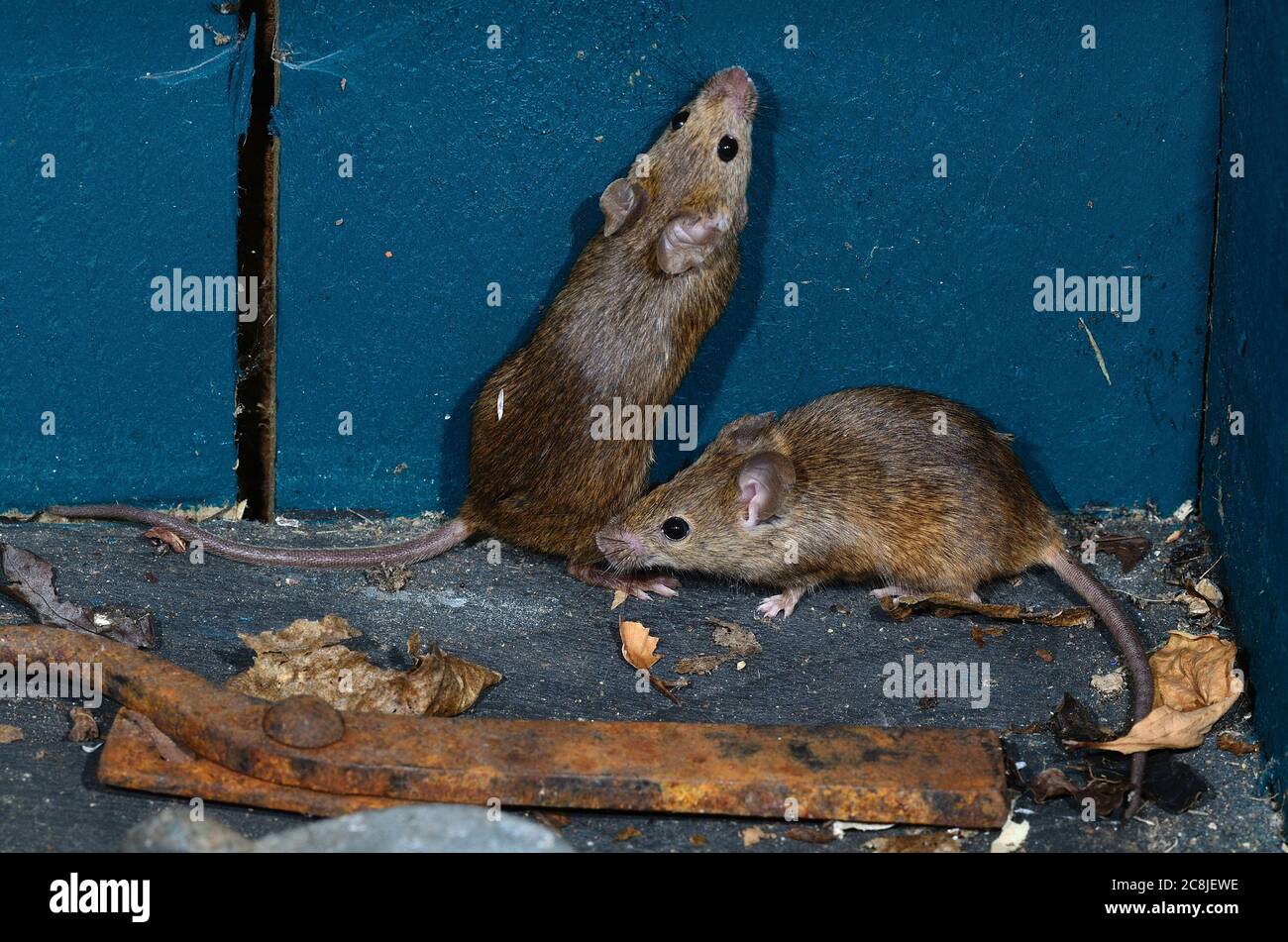 house mice in garden shed Stock Photo Alamy