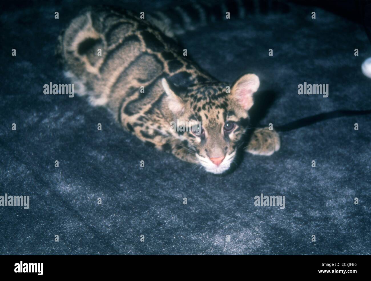 シム・シメール、【THE LITTLE CLOUDED LEOPARD】 Clouded leopard
