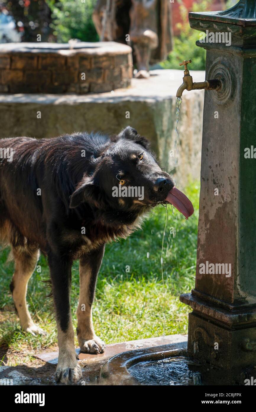 Dog drinking from water fountain hires stock photography and images