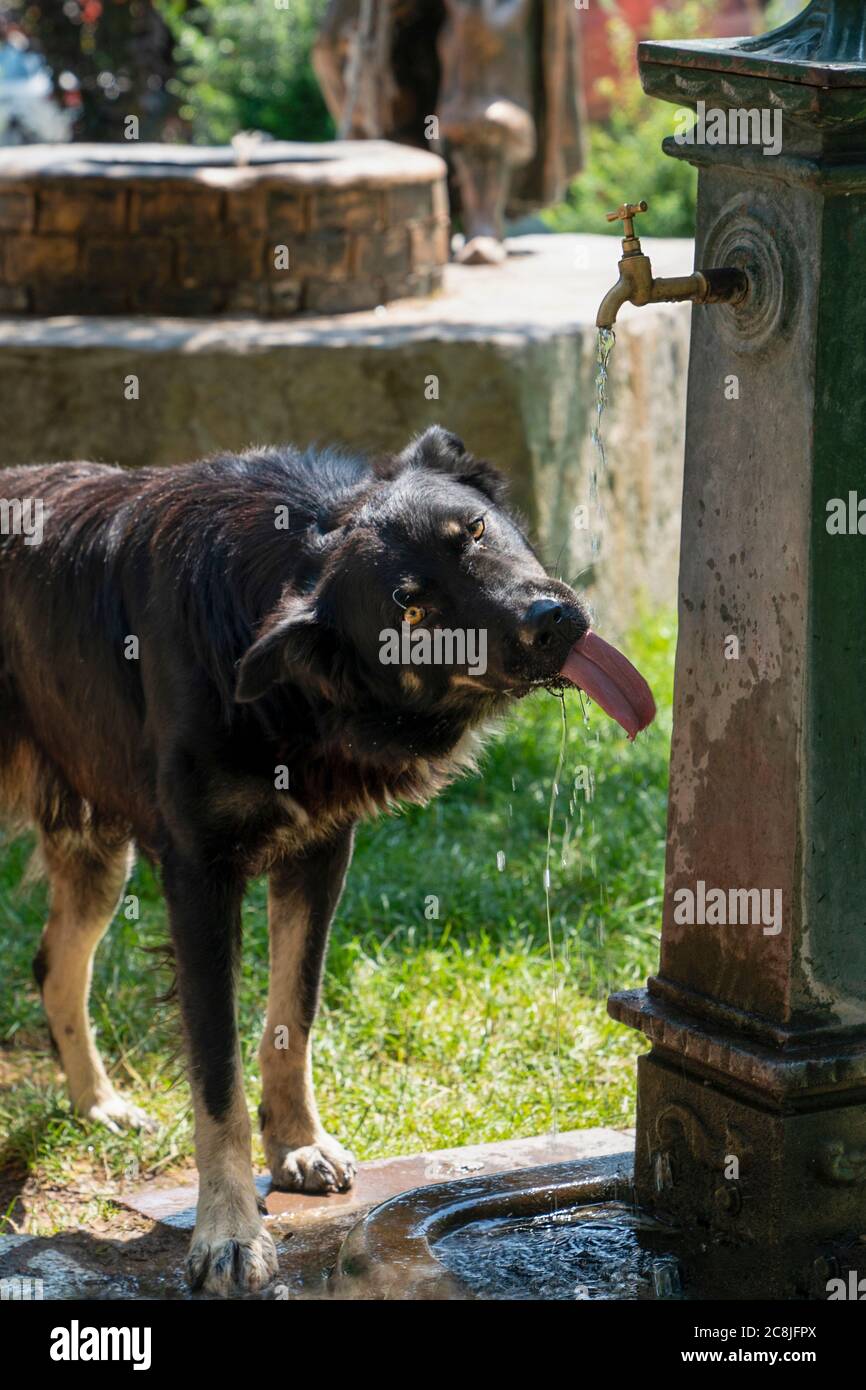 Thirsty dog drinking water from a fountain in a park Stock Photo