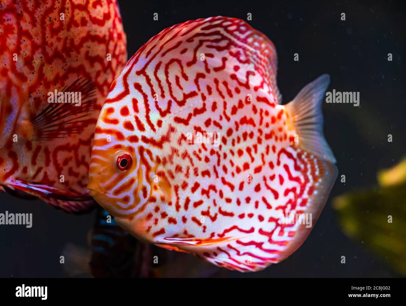 Closeup of a checkerboard red tropical Symphysodon discus fish. Stock Photo