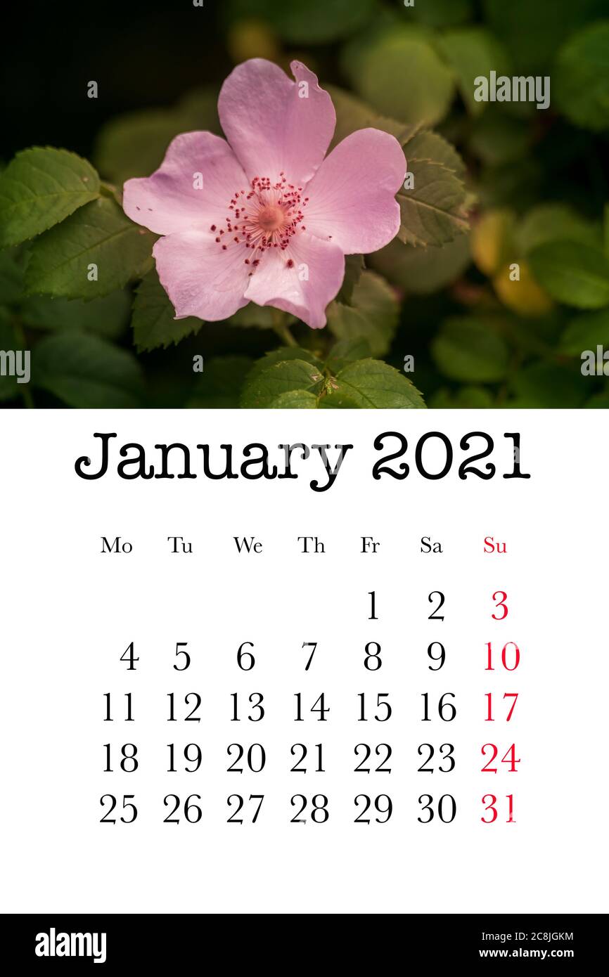 Calendar Card For The Month Of January 2021 Stock Photo Alamy januar kalender 2021 bilder