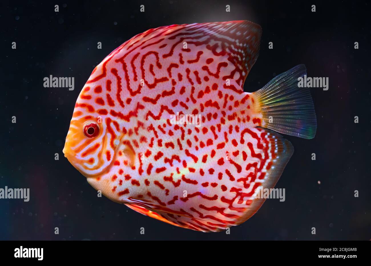 Closeup of a checkerboard red tropical Symphysodon discus fish. Stock Photo