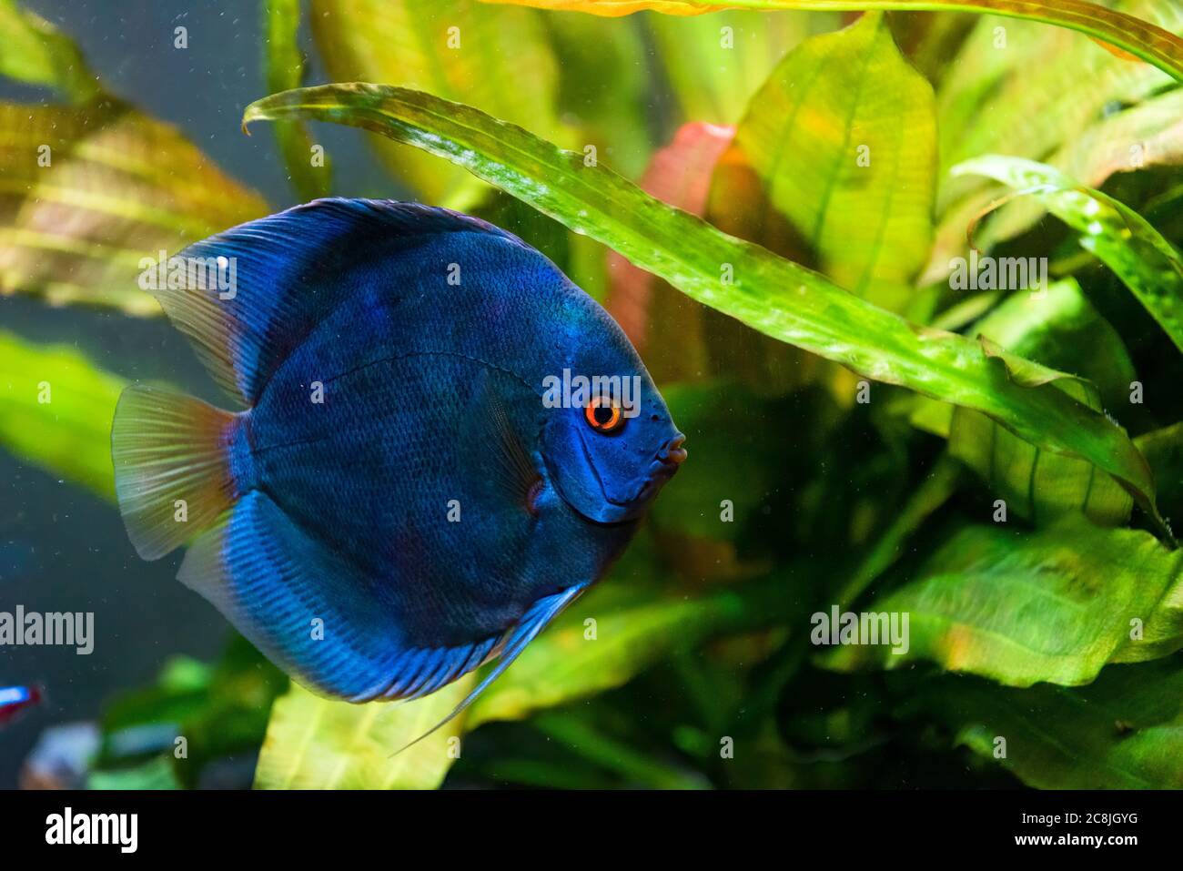 Closeup of a blue tropical Symphysodon discus fish in a fishtank. Stock Photo