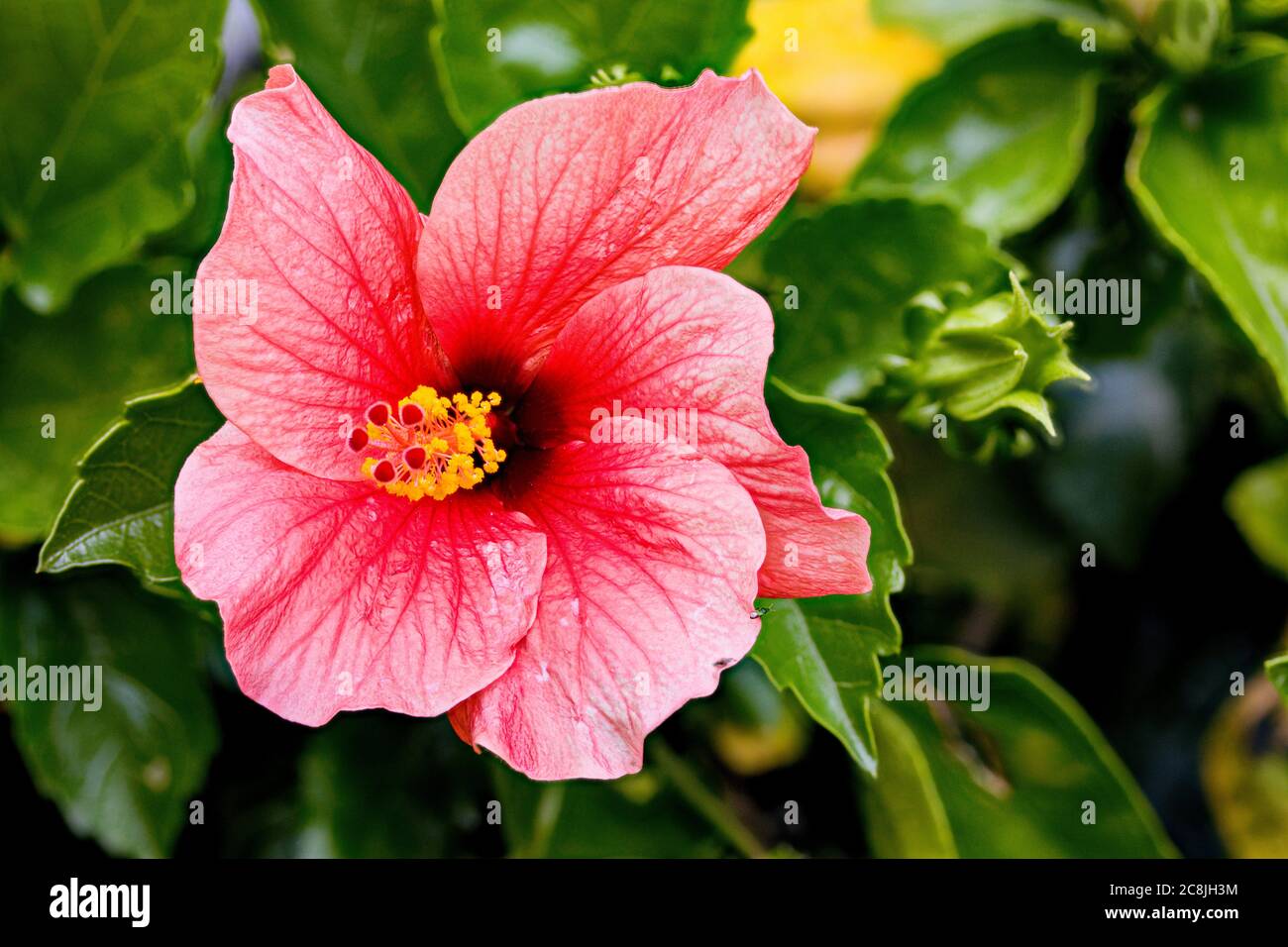 Detail of a red hibiscus flower Stock Photo Alamy