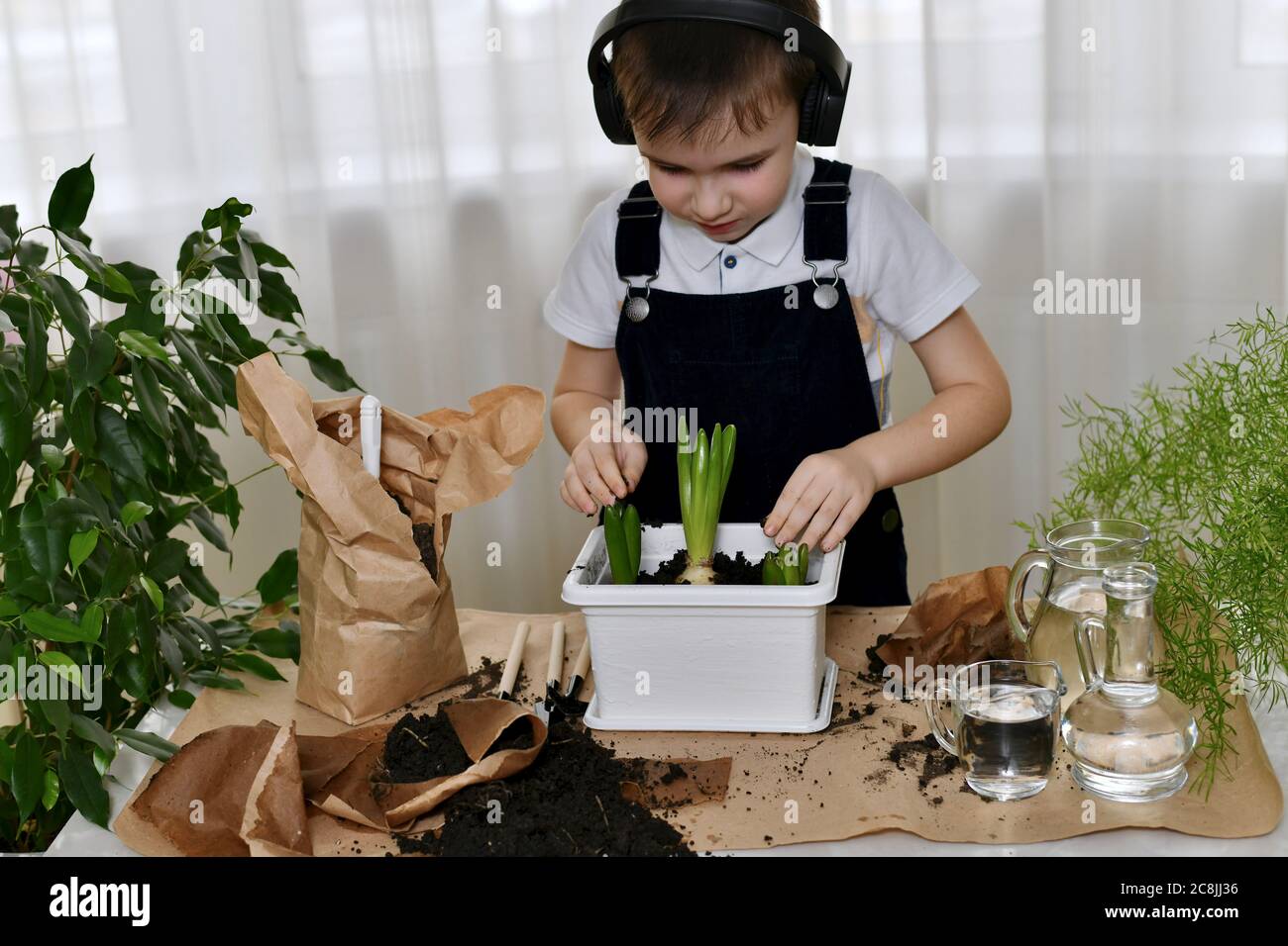 The boy is engaged of hyacinths, checks the geographical distance between the bulbs in the flower pot. Stock Photo